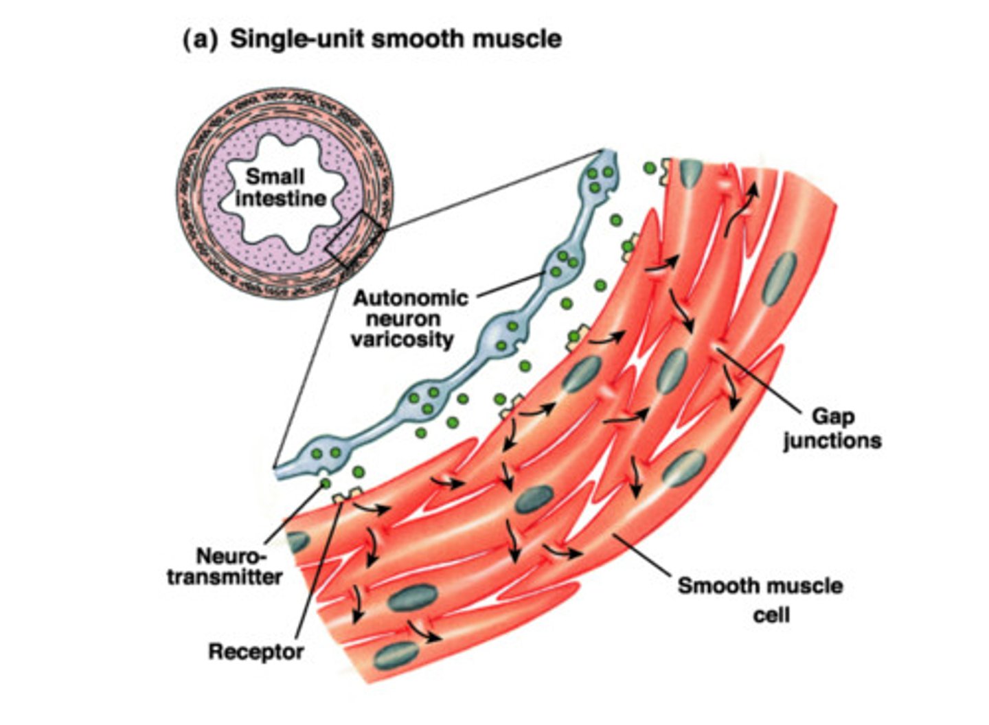 <p>Smooth muscle with gap junctions linking the cells together so they function as a unit</p>