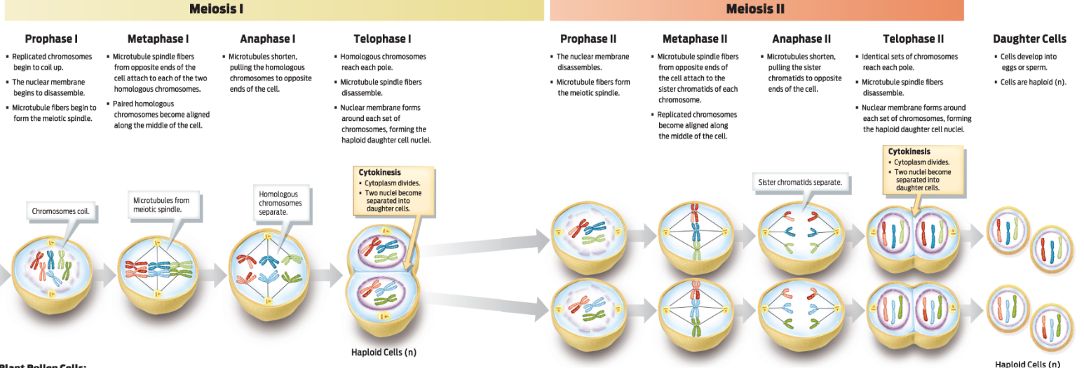 <p>Meiosis 1: homologous chromosomes seperate, halving the chromosome number</p><p></p><p></p><p>Meiosis II: sister chromatids seperate</p><p></p><p></p>