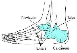 <p>the ankle region</p>
