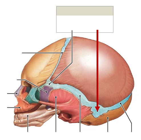 <p>Behind ears, near mastoid process</p>