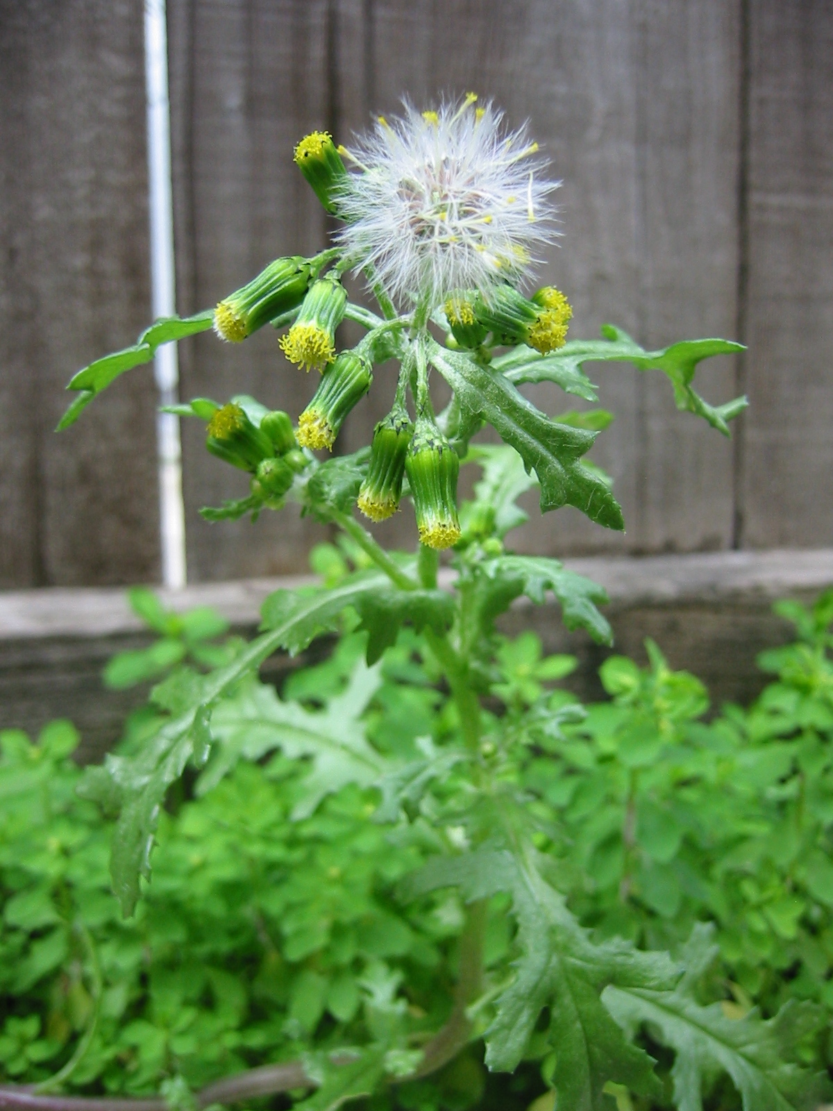<p>vulgaris</p>