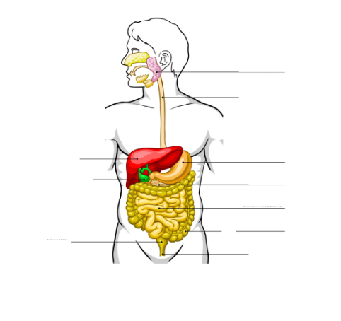 <p><strong>Identify parts of the digestive system from a diagram</strong></p>