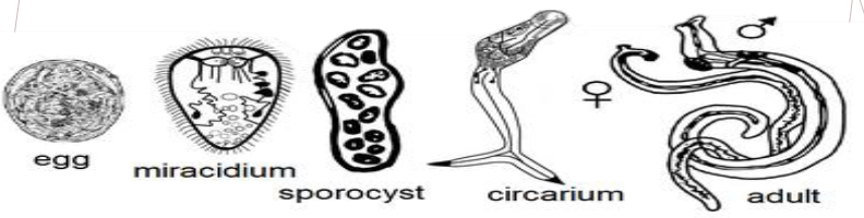<ul><li><p>have complex life cycles </p></li><li><p><span>Aquatic snails are intermediate hosts</span></p></li><li><p><span>Up to 6 larval stages</span></p></li><li><p><span>Alternative sexual and asexual reproduction between life cycle stages</span></p></li></ul><p></p>