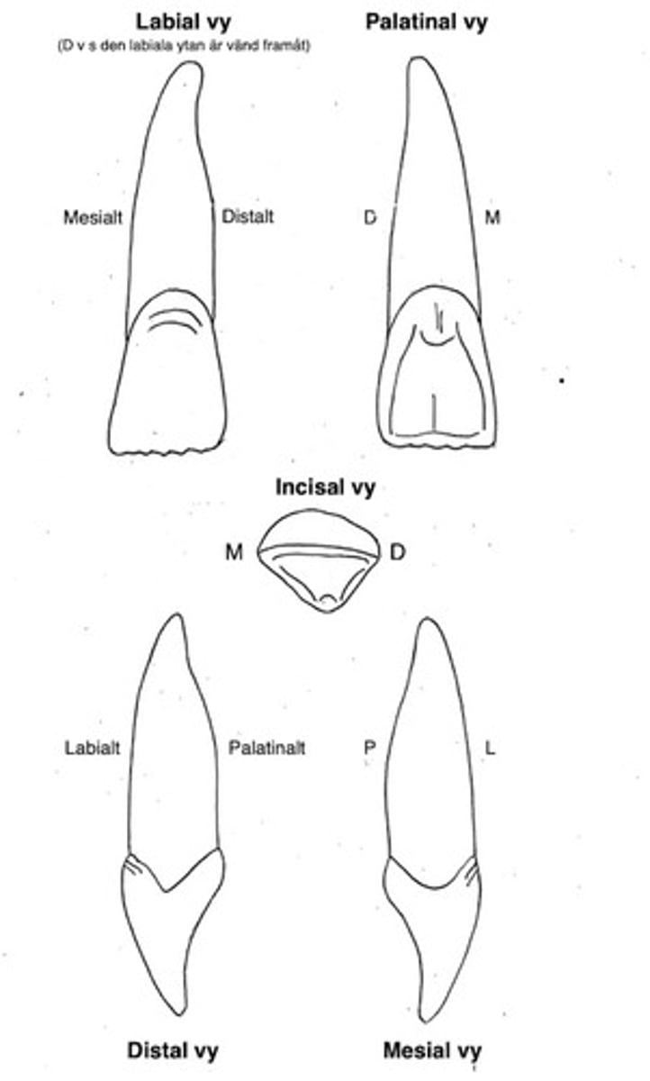 term image
