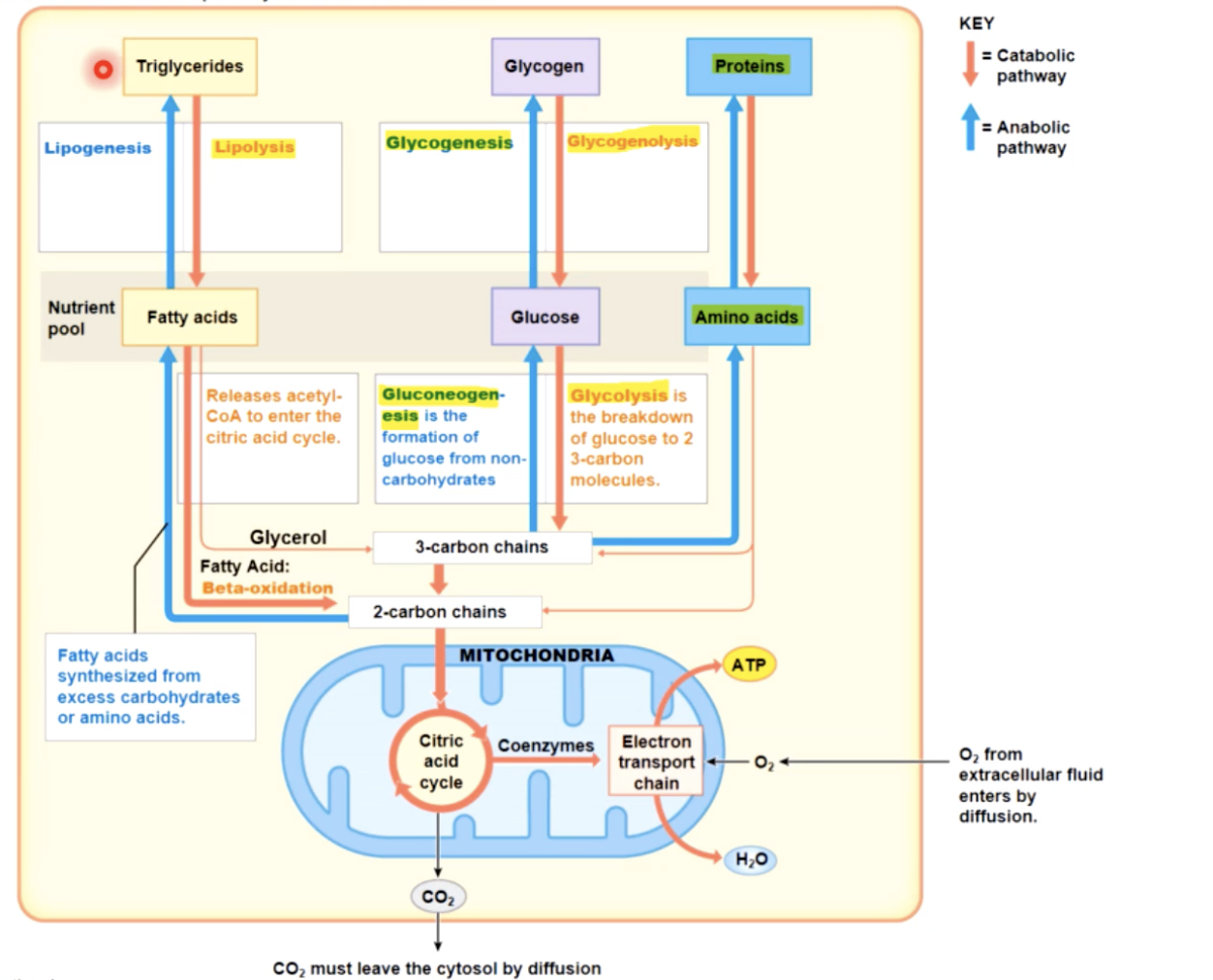 knowt flashcard image