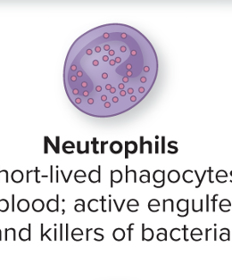 <p>Short-live phagocytes in blood, engulf and kill bacteria. Primary component of pus, high neutrophil count = bacterial infection </p>