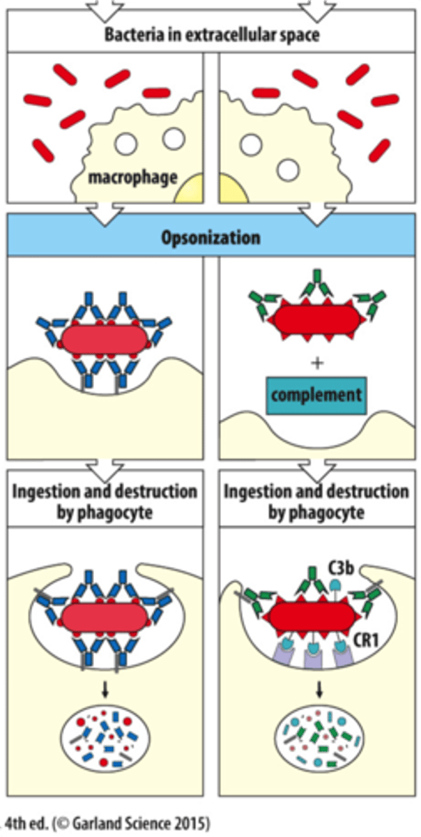 <p>Opsonisation: Phagocytes bind more easily to antibodies on pathogen surface, increasing effectiveness of phagocytosis.<br><br>Agglutination: <br>Antibody binds to 2 antigens. Many pathogens bound together, forming an immune complex, so pathogens cannot enter cells.<br><br>Neutralisation:<br>Antibodies bind to pathogen, making path. incapable of attaching to cell.</p>