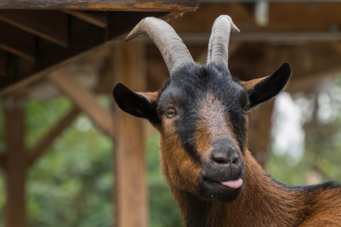 <p>originated in switzerland and imported to us in 1900s. can be black, red or brown . good pack animals . produces high volumes of milk and are suitable for commercial dairy goat farms</p>