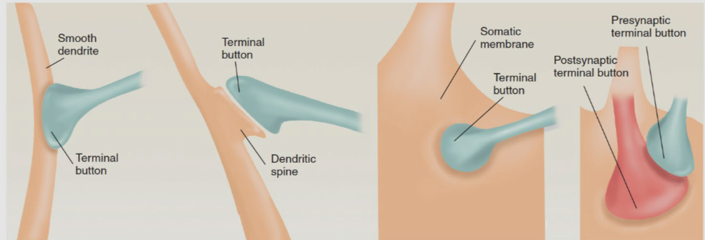<ul><li><p>they can form between an axon terminal and: </p></li><li><p>A smooth dentrire</p></li><li><p>A dentritic spine</p></li><li><p>A soma</p></li><li><p>Another axon terminal </p></li></ul><p> these locations are well-positioned to generate an action potential </p><p></p><p></p>