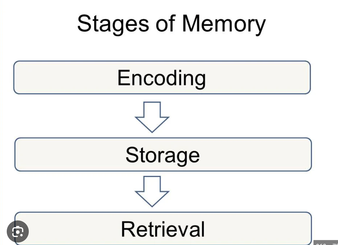 <p>the crucial first step in memory, where sensory information from the environment is converted into a usable mental format (a neural code) that the brain can store and later retrieve, involving processes like visual, acoustic, and semantic processing to transform experiences into lasting memory traces</p>