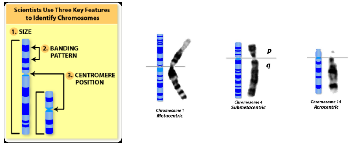<p>G-bands: dark staining bands with Geimsa</p>