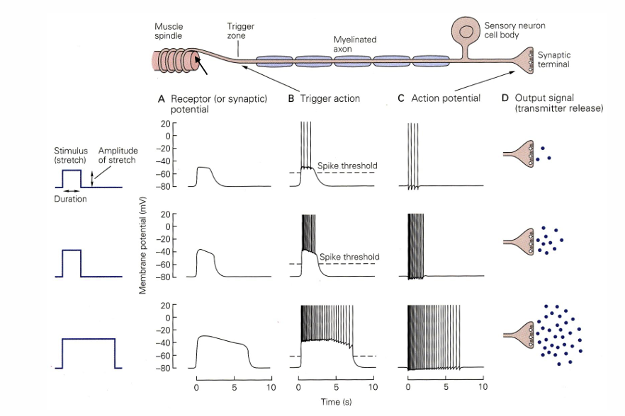 <p>what is being shown in this image?</p>