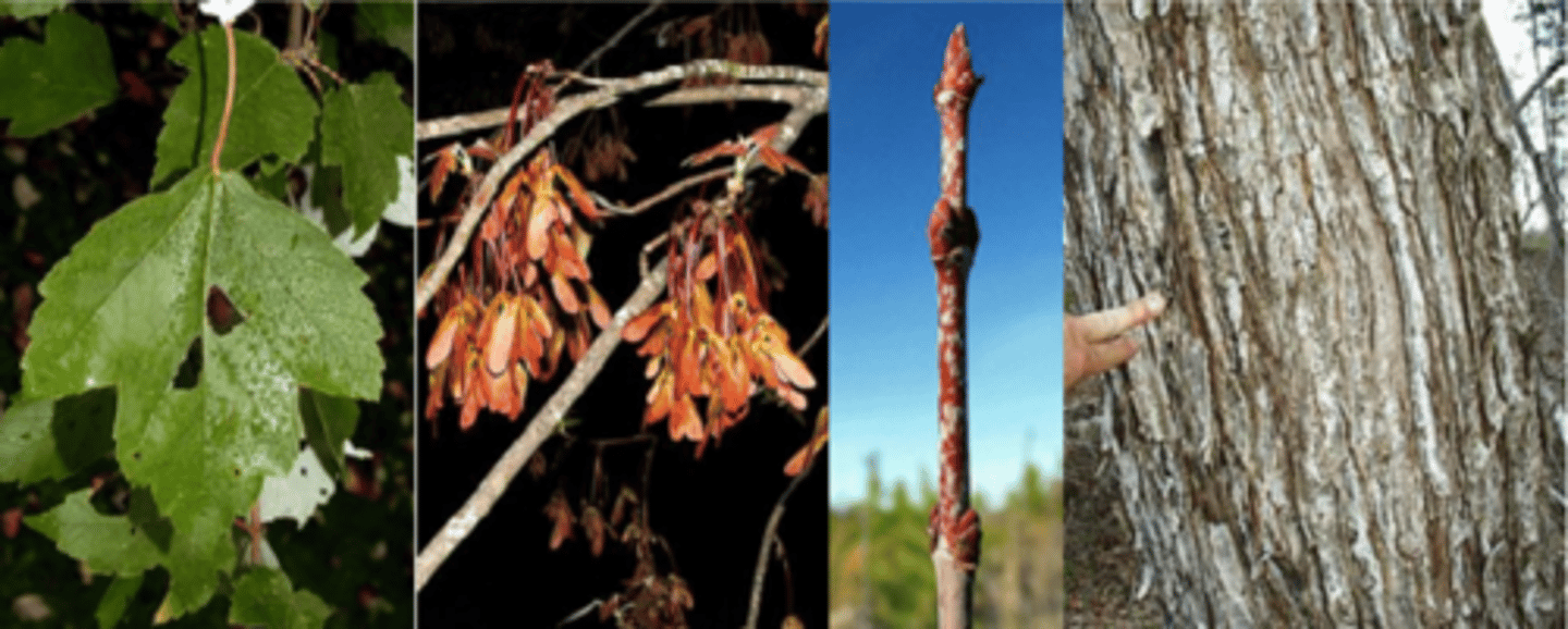 <p>Leaf: opposite, simple, usually 3 lobes, sometimes 5, triangular, serrated lobes ALL THE WAY DOWN, w/ "V" shape sinus, base of leaf is rounded, irregularly toothed (silver has no teeth on sinuses), new growth and petioles often red, petioles to 4" stay red all summer. Often smaller than sugar.</p><p>Twigs: slender, dark, lustrous red; odorless or nearly so; New growth red.</p><p>Bark: same as sugar but often light gray splotches when younger</p><p>Buds: obtuse, blunt-tipped, 2-4 pairs of red scales. </p><p>Fruit: samara with wings at 60° angle, mature in the spring w/ the appearance of leaves; Fall color not always red unless a cultivar. </p><p>Form/Silvics: Mature size--40-60'. Intermediate in shade tolerance; pioneer species; somewhat ubiquitous; found along edges of swamps in Bootheel and edges of sinkhole ponds in SE Ozarks.</p>