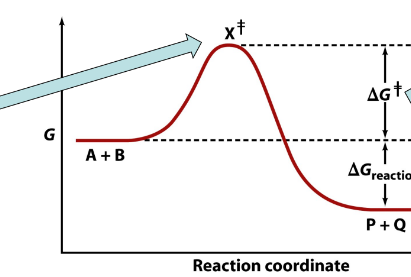 <p>arrow is pointing to___</p>