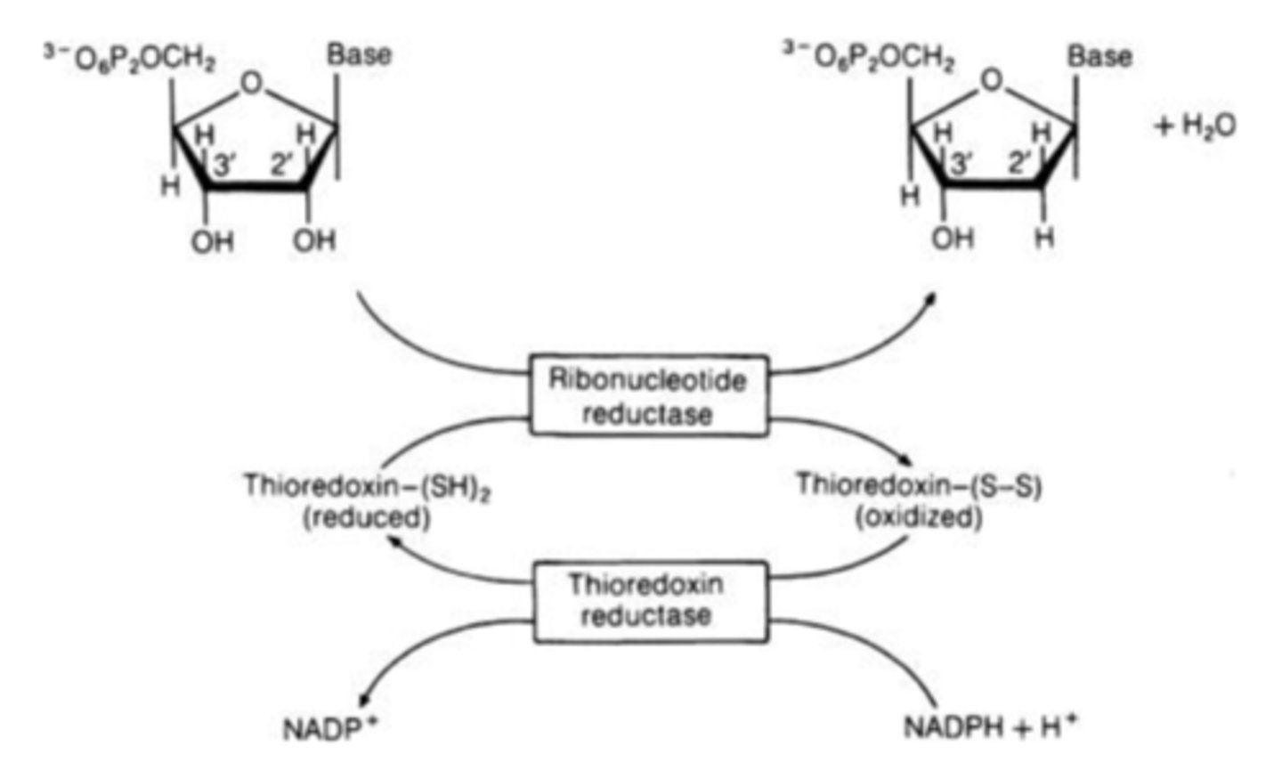 <p>Contains two types of allosteric regulatory sites for activity and specificity. Converts ribonucleotides to deoxyribonucleotides.</p>