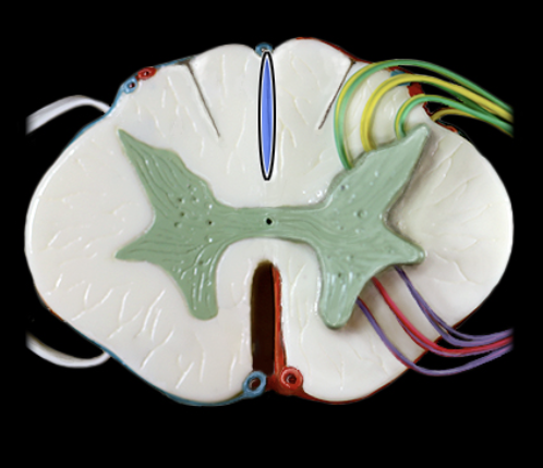 <p>What structure is shown?</p>
