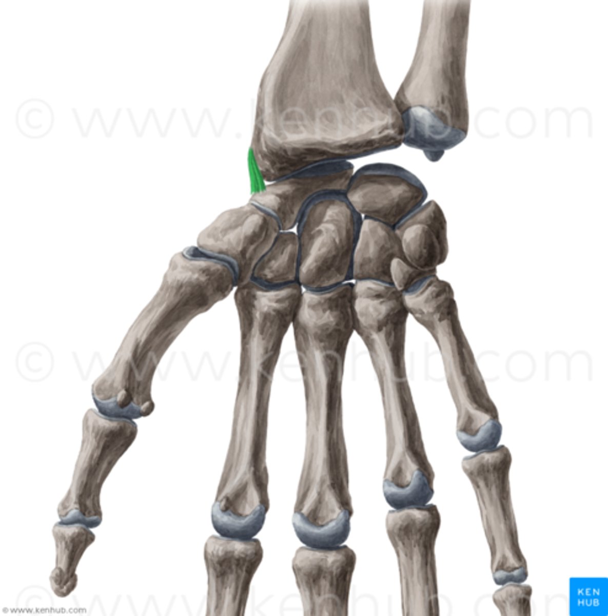 <p>- ligament running from the styloid process of the radius to the lateral surface of the scaphoid</p>