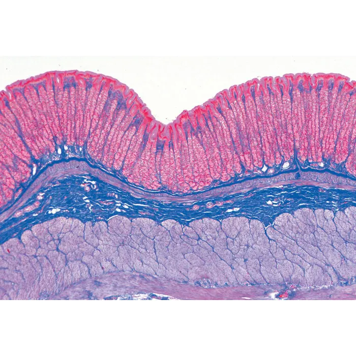 <p>A group of similar cells and extracellular products with a common function.</p>