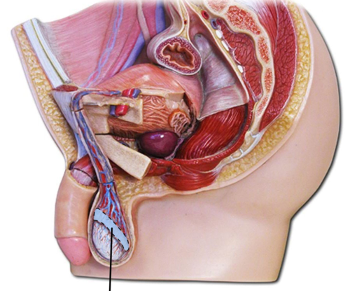 <p>Name this highlighted structure.</p>