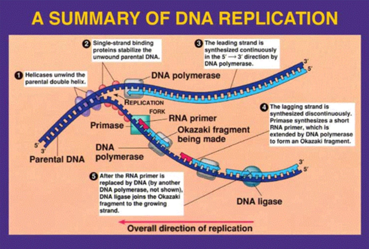 <p>1. The DNA unzips at the origin of replication by the enzyme Helicase</p><p>2. The primase enzyme attaches RNA nucleotides to form a primer</p><p>(5’  3’)</p><p>3. The DNA polymerase III attaches DNA nucleotides in the 5’  3’</p><p>4. Because the DNA is antiparallel, one strand replicates</p><p>continuously (leading strand), while the other replicates</p><p>discontinuously (lagging strand).</p><p>5. The RNA primer is removed and the gap is filled by DNA</p><p>nucleotides.</p><p>6. The end of the strands are “glued” by DNA ligase.</p>