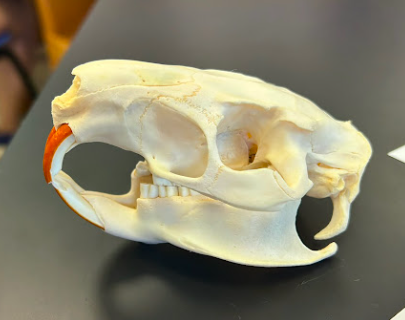 <p>Common Name?</p><p>Family?</p><p>Scientific name?</p>