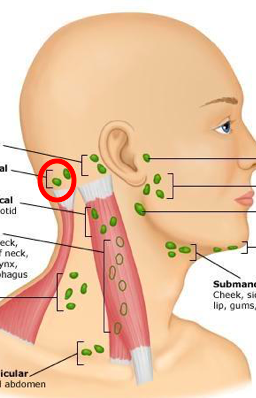 <p><span>-1-3 bilaterally on the posterior base of the head /back of skull</span><br><span>• Empty into the deep cervical nodes of the neck</span></p>