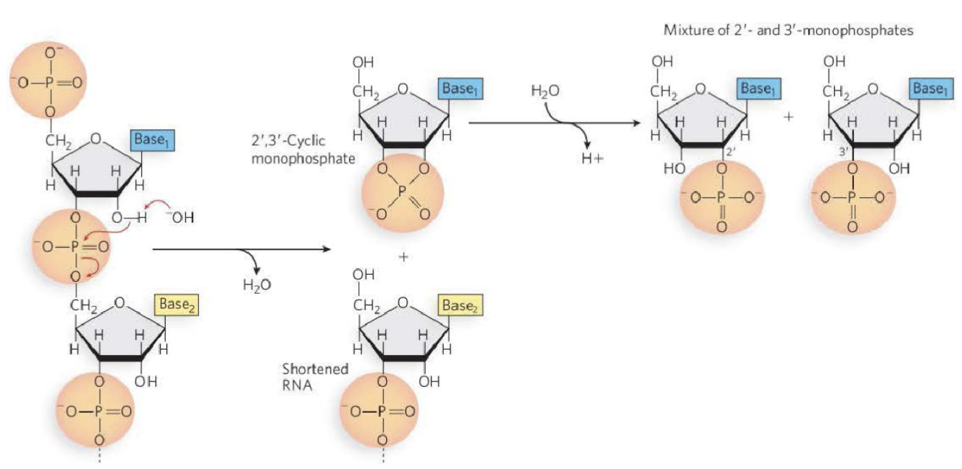 <p><span style="color: rgb(0, 0, 0);"><mark data-color="#ffffff" style="background-color: rgb(255, 255, 255); color: inherit;">The resonance structure of phosphate groups:<br>Phosphate groups are electrophiles and leaving groups.<br>This renders RNA susceptible to hydrolysis under basic conditions.</mark></span></p><p>RNA is more susceptible to hydrolysis compared to DNA</p><p>2’ hydroxyl group makes the phosphodiester group susceptible to hydrolysis</p><p>-OH acts as the nucleophile will attack the oxygen which will attack the phosphate</p><p>the CH2 attached to a phosphate will end up with a OH attached instead of phosphate group after the hydrolysis process</p><p>the OH comes from water of the hydrolysis reaction (water used to break it apart)</p>
