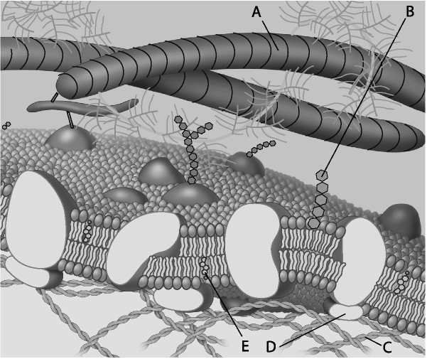 <p>Which component is a glycolipid?<br>A) A<br>B) B<br>C) C<br>D) D<br>E) E</p>