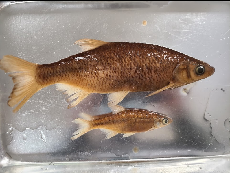 <p>What is the taxonomy, common name, and scientific name of this fish</p>