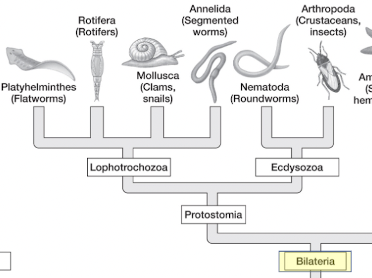 <ul><li><p>eumetazoa → bilateria → ______</p></li><li><p>“first mouth”</p><ul><li><p>mouth arises from blastopore</p></li></ul></li><li><p>molluscs, annelids, arthropods,</p></li><li><p>solid nerve cord</p></li></ul><p></p>