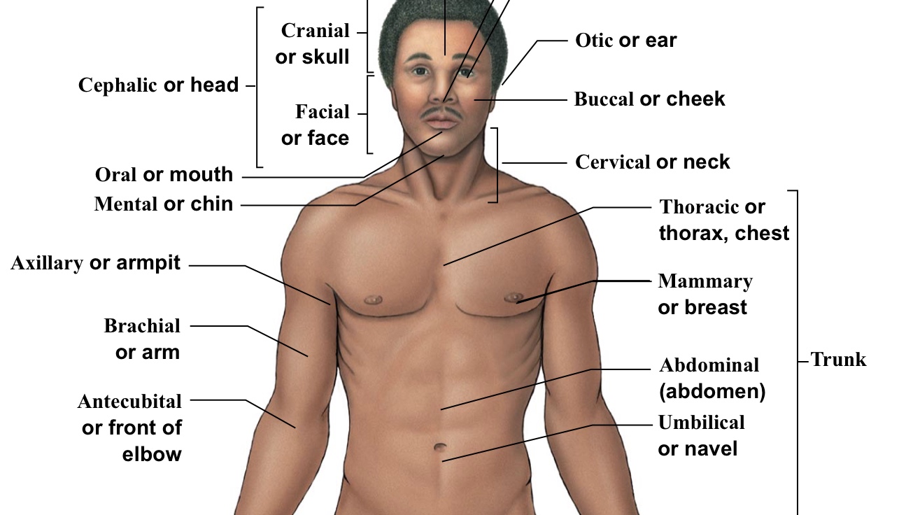 <p>FRONT of elbow (where IVs get placed)</p>