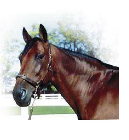 <p>what kind of horse is this?</p>