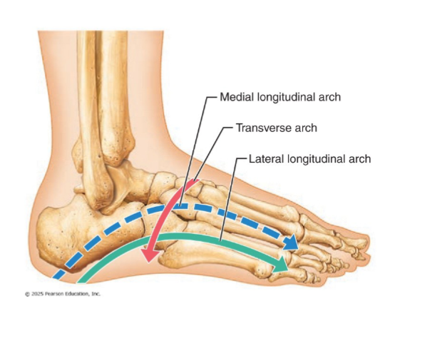 <ul><li><p>Maintained by interlocking foot bones, ligaments, and tendons</p></li><li><p>Allow foot to bear weight</p></li><li><p>Three arches</p></li><li><p>flat foot= collapse of medial and longitudinal arche, walking = overpronation=foot rolls inward too much </p></li><li><p>arches too high cause stress on lateral structures </p></li><li><p>plantar fasciitis: band of tissue runs along </p></li></ul><p></p>