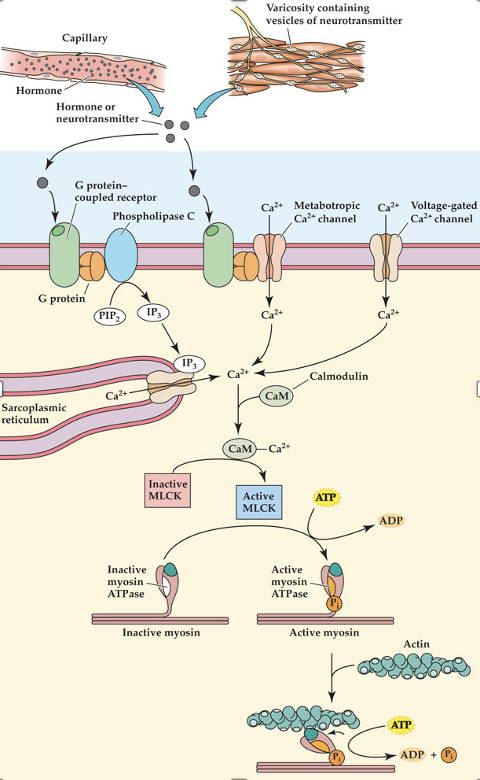 Ca from internal and external sources

* hormones and NT released
* G-protein linked Ca channel - metabotropic
* VG Ca2+ channel - ionotropic 
* Ca from SR - not well developed in smooth muscles 
* Ca binds calmodulin, binds and activates myosin light chain kinase, kinase phosphorylates myosin LC, activates myosin ATPase = begins contraction, phosphatase removes PO4 from MLC

Ca2+ pumps into plasma and SR

no troponin

myosin-linked regulation

contracts and variable, diverse, not designed to generate large power like skeletal muscles

\
