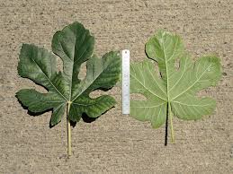 <p>Ficus carica<br>(Mulberry)</p>