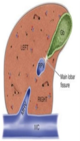 <p>The RT liver lobe from the LT liver lobe. </p>