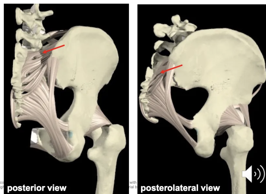 <p>They attach the sacrum to the spine of the ischium and prevent anterior displacement of the sacrum.</p>