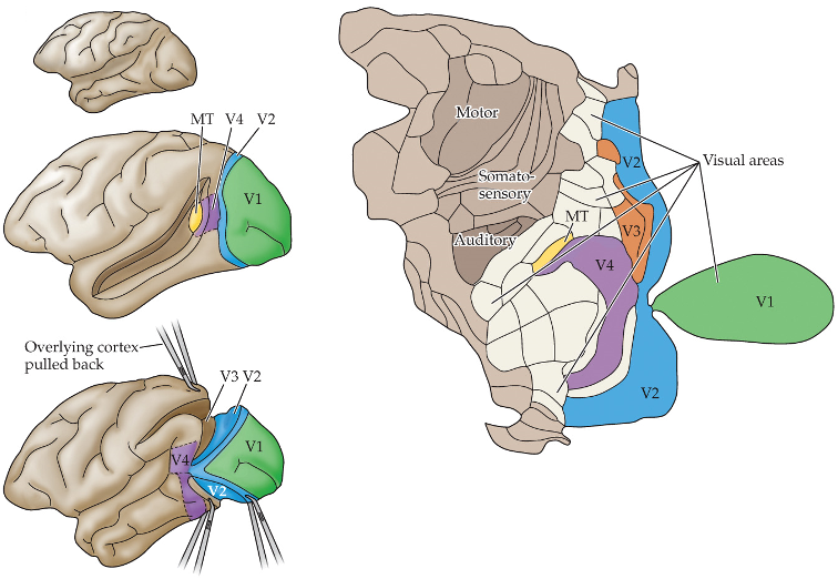 <ul><li><p>processes movement of an object, not color</p></li></ul><p></p>