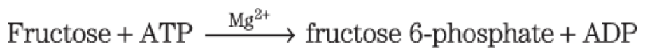 <p>fructose and mannose can be phosphorylated and funneled into glycolysis</p><p>hexokinase = phosphorylates fructose in the small intestine</p><p>fructose kinase = phosphorylates fructose in the liver</p>