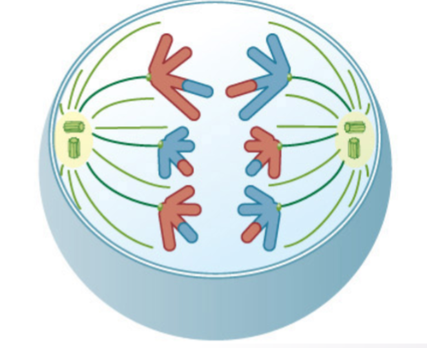 <p>what stage of meiosis is this?</p>