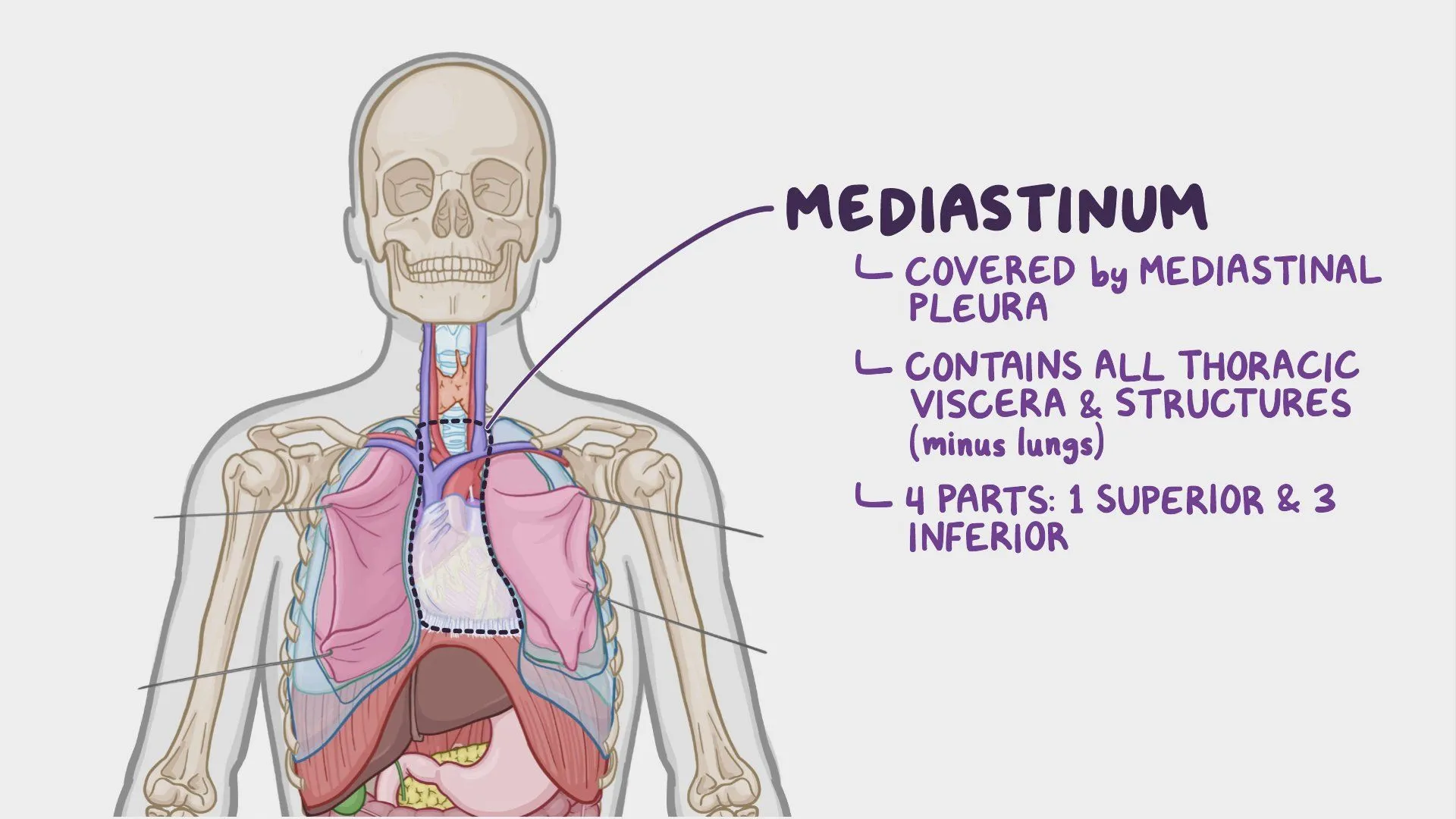 <p>Mediastinum is the space in thoracic cavity where the lungs are located.</p><p>A. Yes</p><p><strong><mark data-color="red" style="background-color: red; color: inherit">B. No</mark></strong></p><ul><li><p>mediastinum is the central compartment of the thoracic cavity <strong>between</strong> the two lungs, containing the heart, great vessels, trachea, esophagus, thymus, and other structures — <strong>but not the lungs themselves</strong>.</p></li><li><p>lungs are located in the pleural cavities on either side of the mediastinum</p></li></ul><p></p>
