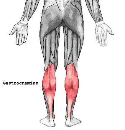 <p>Origin: Lateral condyle of femur Insertion: Calcaneus Action: Foot flexion and leg flexion (leg joint)</p>