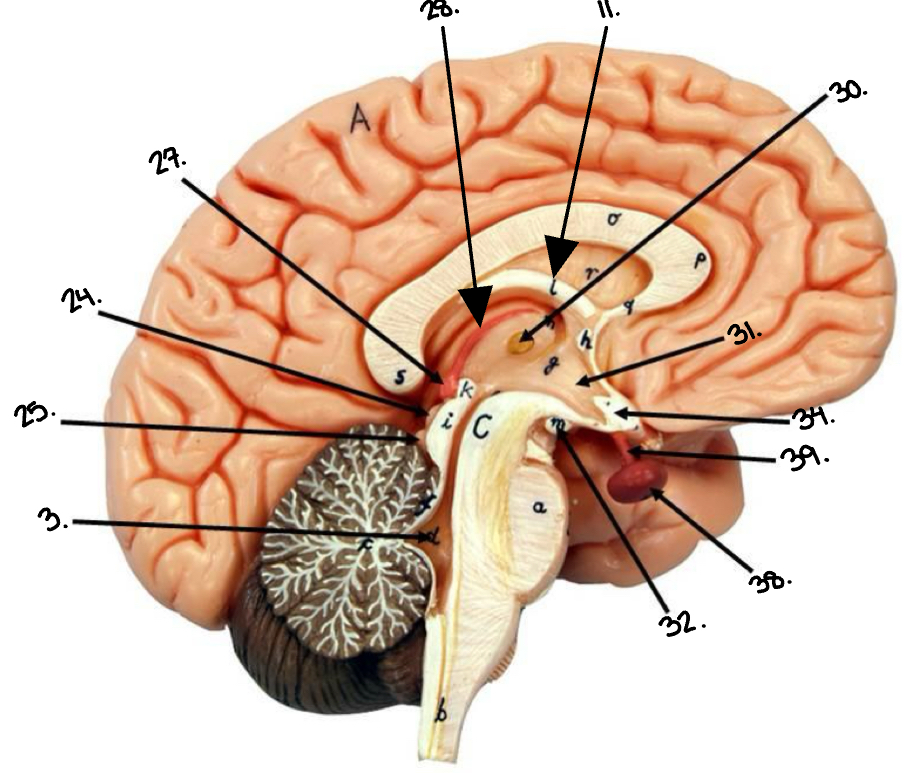 <p>24.</p>