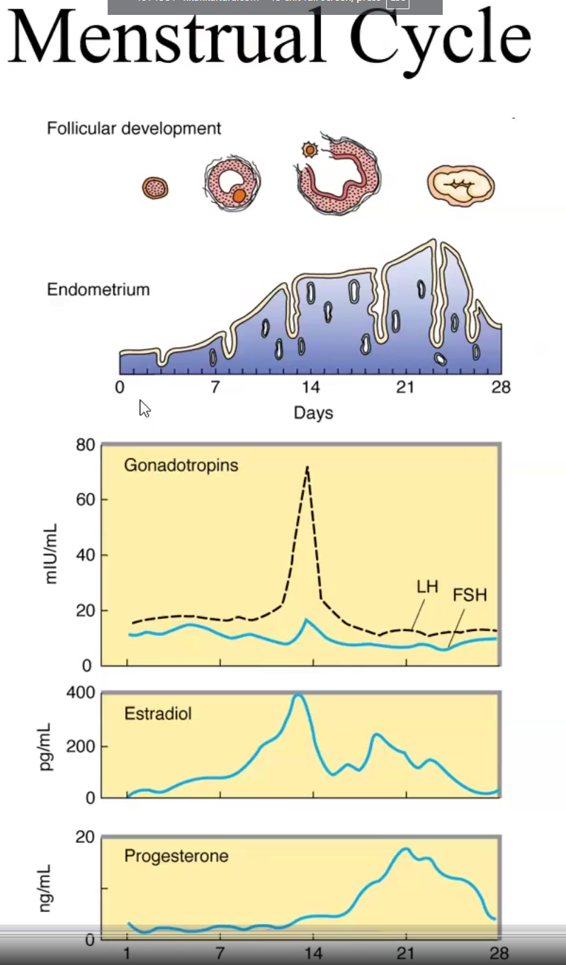 <p>Menstrual Cycle</p><ul><li><p>The <strong>Follicular</strong> Phase is primarily under influence of FSH, while the <strong>Luteal</strong> Phase is primarily under influence of LH.</p></li><li><p>The follicular phase secretes <strong>estrogen</strong> while the luteal phase secretes <strong>estrogen&amp;progesterone</strong></p></li><li><p>In the follicular phase the follicle matures</p></li><li><p>In the Luteal Phase, the corpus luteum forms and ovulation occurs, if not fertilized it degenerates into corpus albicans and the endometrium sheds</p></li></ul><p></p>