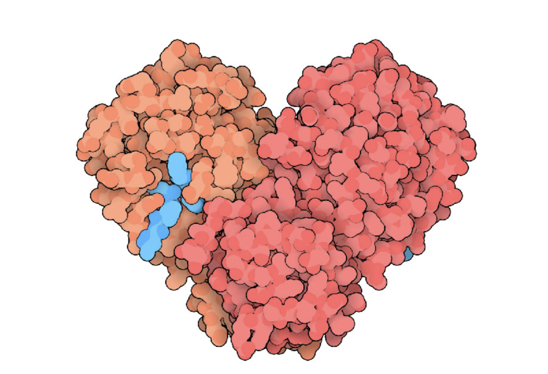 <p>quaternary:homodimer</p>