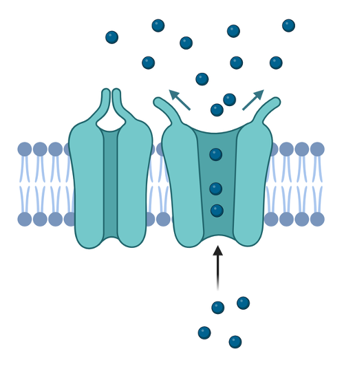 <ul><li><p><span><span>Ligand-gated Channels</span></span></p></li><li><p style="text-align: left;"><span><span>Voltage-gated Channels</span></span></p></li><li><p style="text-align: left;"><span><span>Light-gated Channels</span></span></p></li></ul><p></p>