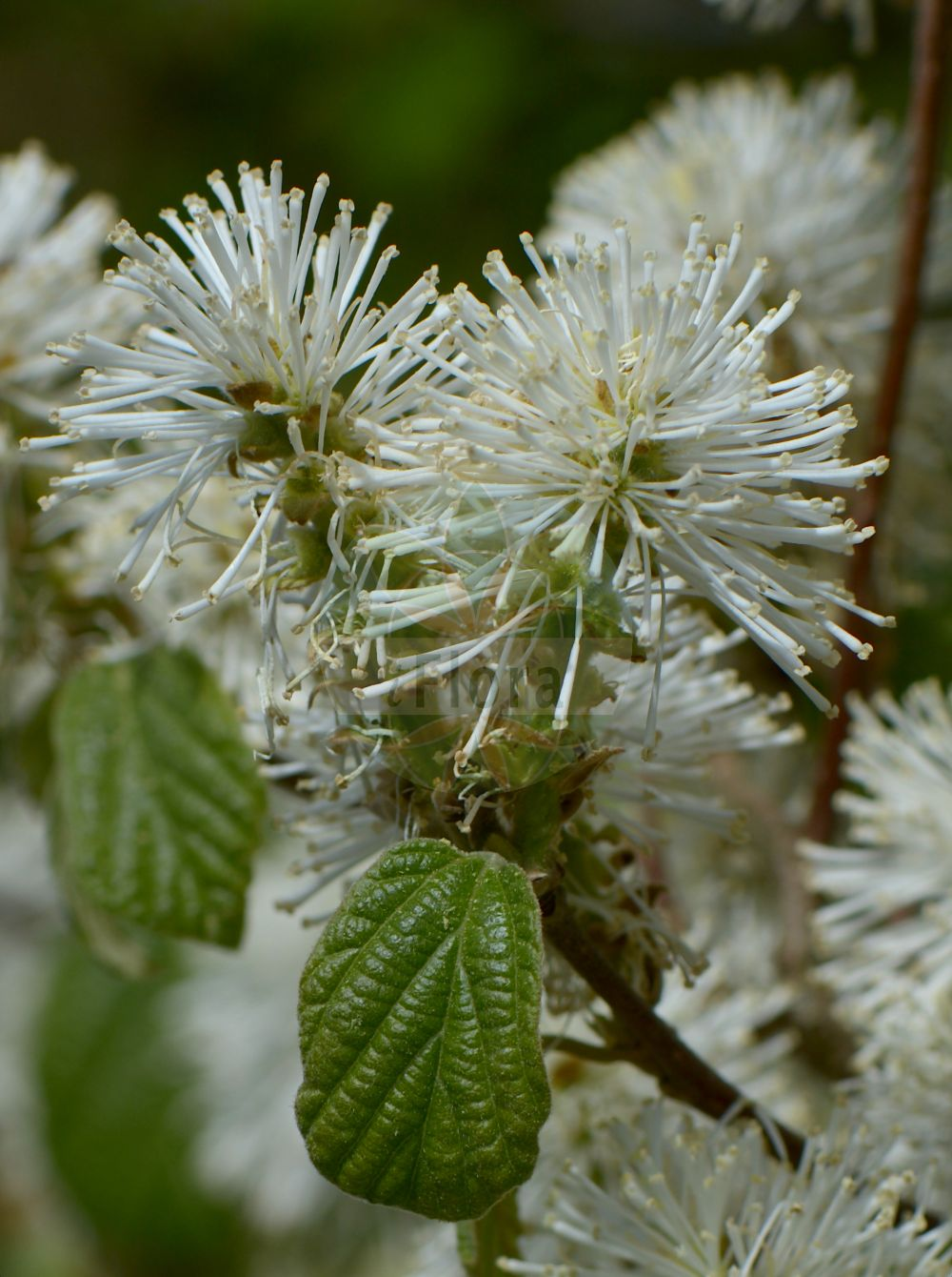<p>woody tweedle-dee</p><p>leaves alt with stellate hairs (star-like)</p><p>sepals+petals 4-5</p><p>2 carpels joint at base pretty deep with 2 stigma</p>