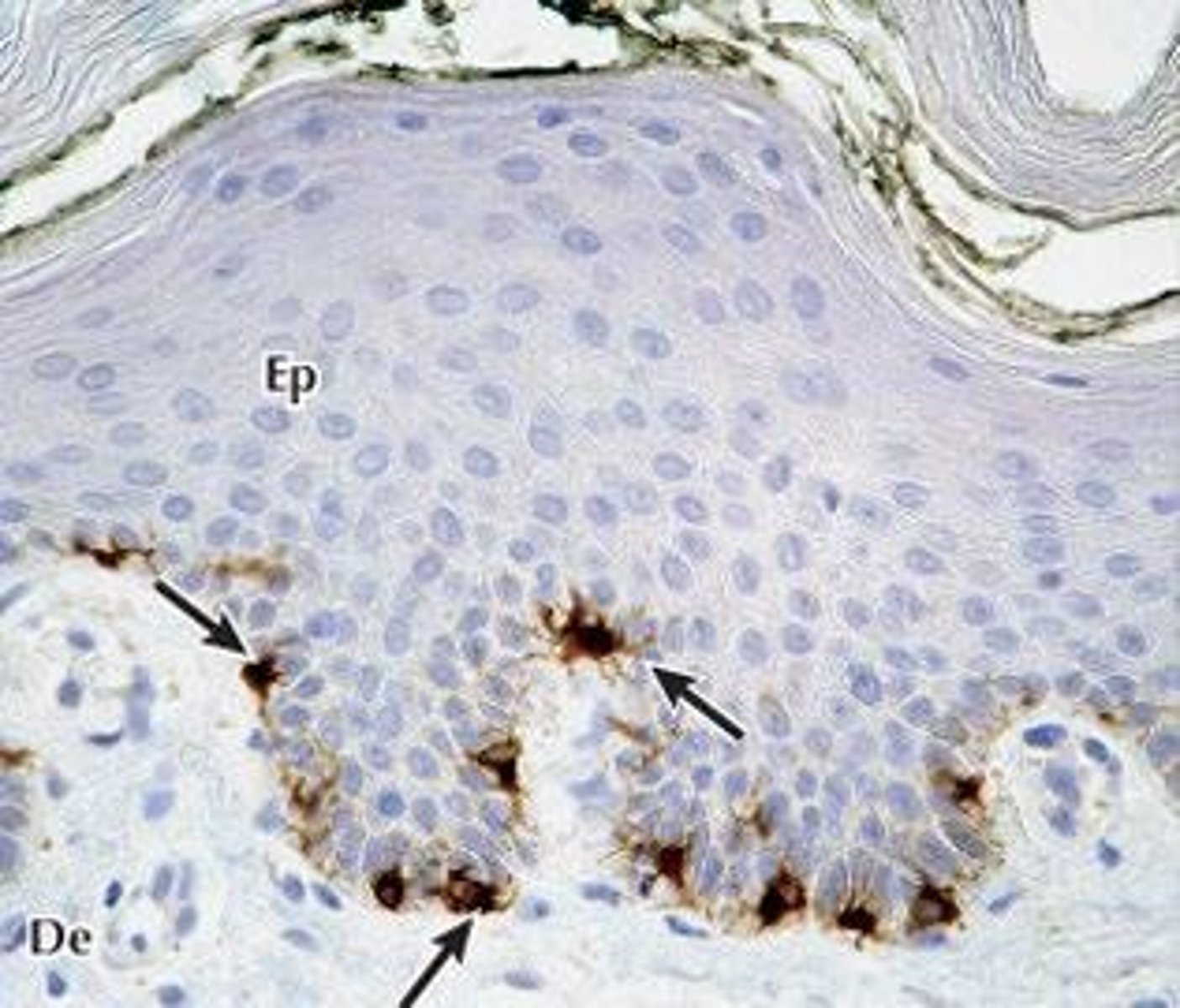 <p>Cells producing melanin for skin pigmentation. Stimulated by exposure to UV radiation.</p>