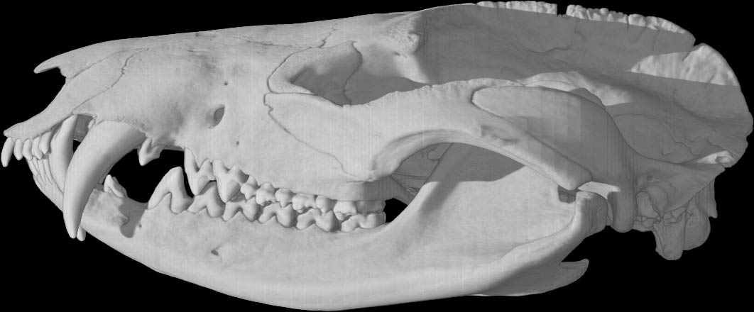 <p>Virginia opossum</p>