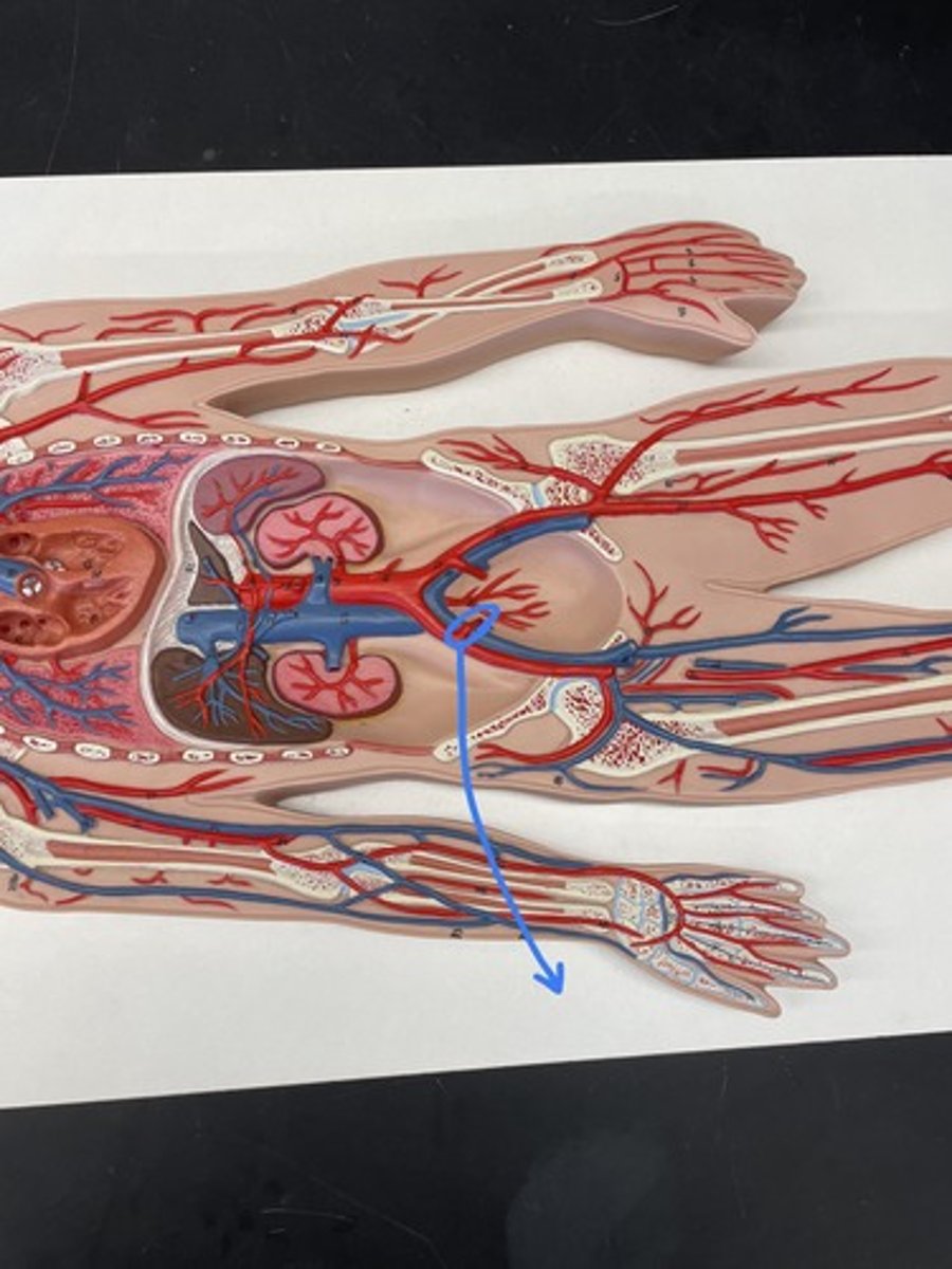 <p>Main artery of the pelvis</p>